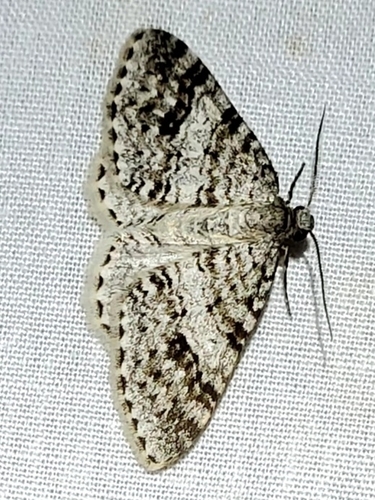 Welsh Wave Moth photo 2