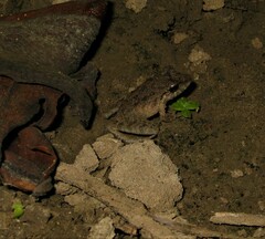 Pristimantis fenestratus