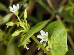Claytonia rubra rubra