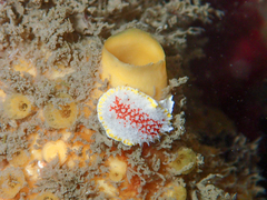 Diaphorodoris luteocincta