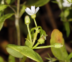 Claytonia rubra rubra