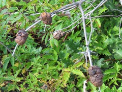 Disholcaspis spongiosa