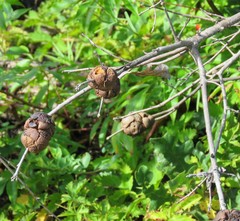 Disholcaspis spongiosa