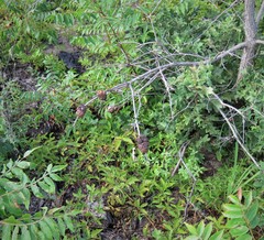 Disholcaspis spongiosa