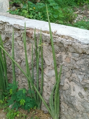 Sansevieria cylindrica