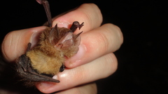 Thyroptera discifera