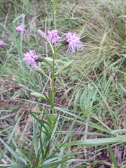 Liatris oligocephala