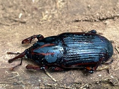 Rhynchophorus phoenicis
