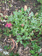 Eriogonum grande rubescens