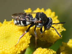 Epeolus variegatus