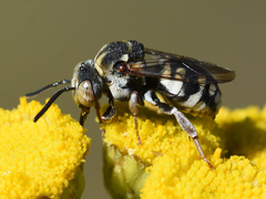 Epeolus variegatus