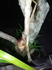 Amphidromus inversus