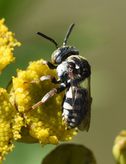 Epeolus variegatus