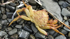 Telmessus cheiragonus