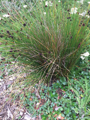 Juncus balticus