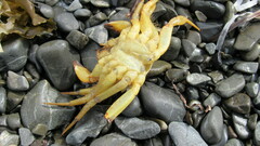 Telmessus cheiragonus