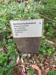 Eriogonum grande rubescens