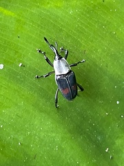 Cercidocerus albicollis