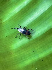 Cercidocerus albicollis