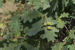 Chêne pédonculé (Quercus robur) — photo 2