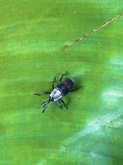 Cercidocerus albicollis