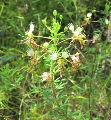 Polanisia erosa