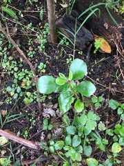 Pittosporum crassifolium