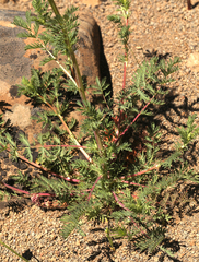 Sanguisorba occidentalis