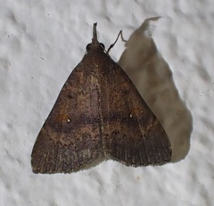 Hypenula cacuminalis