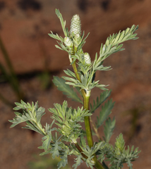 Sanguisorba occidentalis
