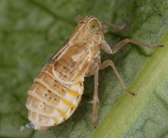 Dicranotropis hamata