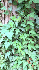 Hedera helix