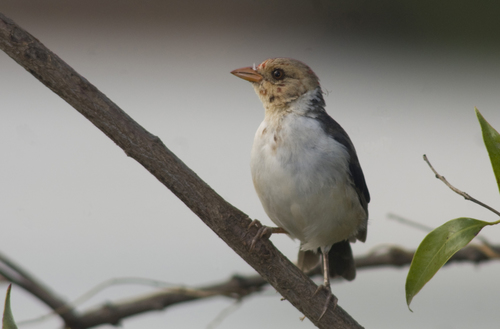 Yellow-billed Cardinal