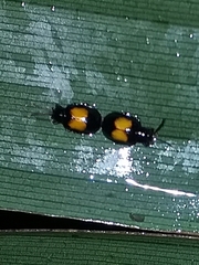 Weiseispa bimaculata