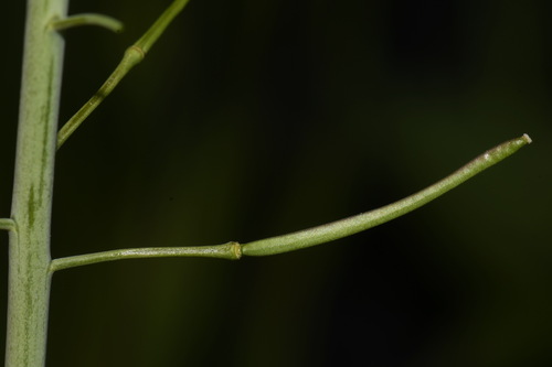 Image of Graham's Rockcress (Boechera grahamii) by (c) Brian Finzel, some rights reserved (CC BY-SA)