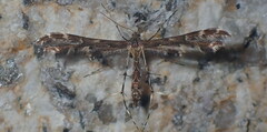 Oxyptilus parvidactyla