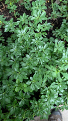 Pachysandra terminalis