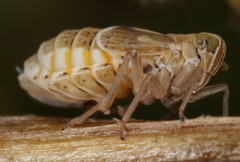 Dicranotropis hamata