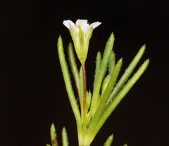 Leptosiphon bolanderi