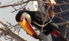 Ramphastos toco