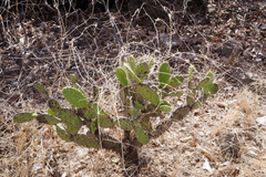 Tacinga palmadora