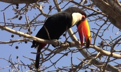 Ramphastos toco