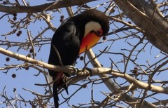 Ramphastos toco