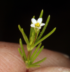 Leptosiphon bolanderi