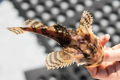 Myoxocephalus scorpius