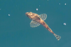 Myoxocephalus scorpius