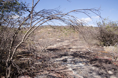 Leuenbergeria aureiflora