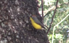 Myioborus brunniceps