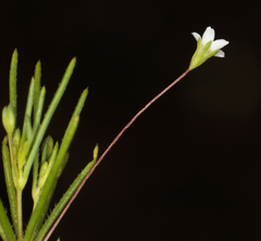 Leptosiphon bolanderi