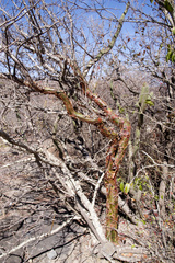 Commiphora leptophloeos